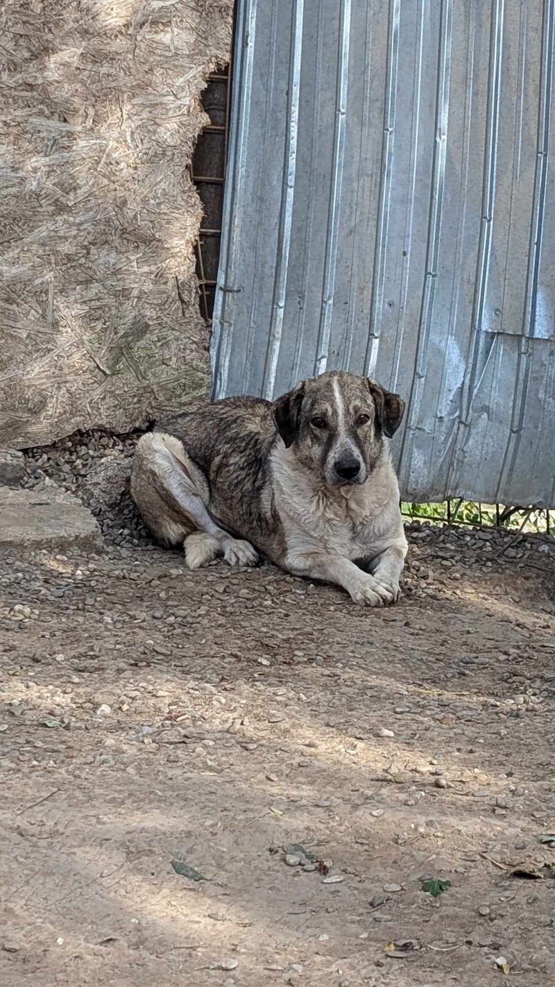 Nelson 🐾 Vijf jaar wachtende op een echt leven...