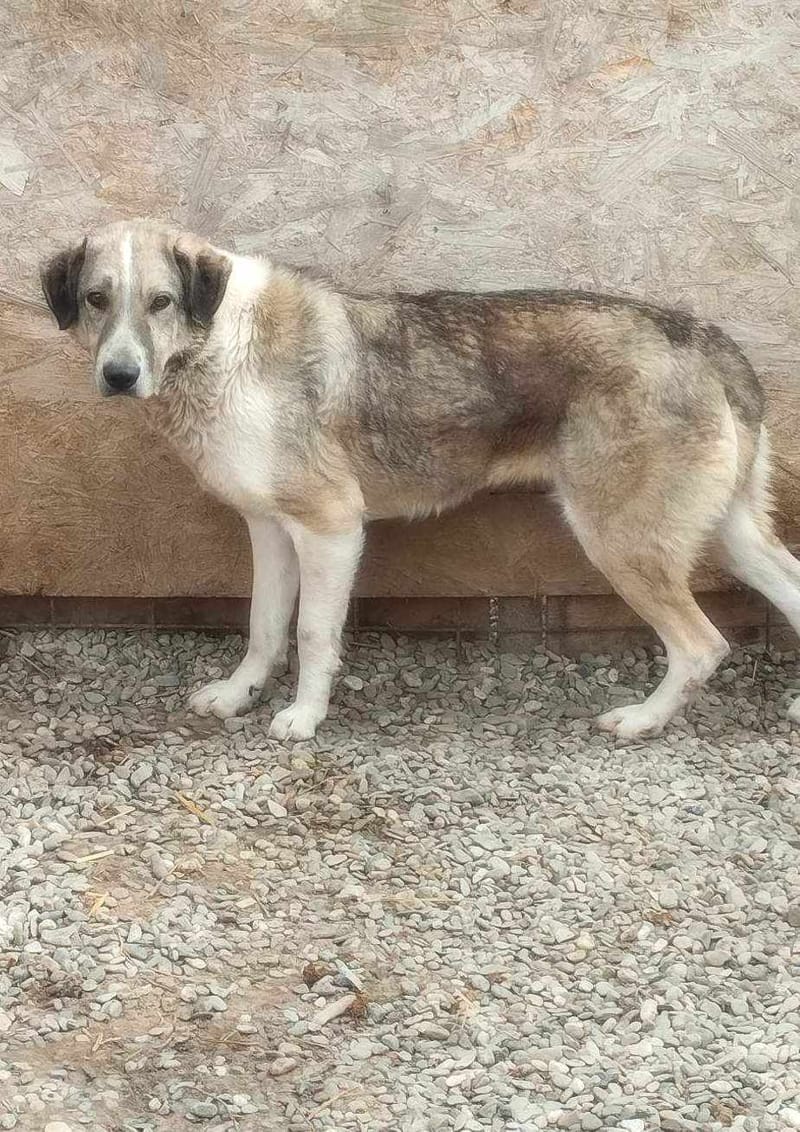 Nelson 🐾 Vijf jaar wachtende op een echt leven...