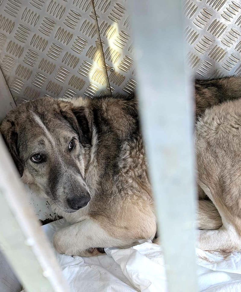 Nelson 🐾 Vijf jaar wachtende op een echt leven...