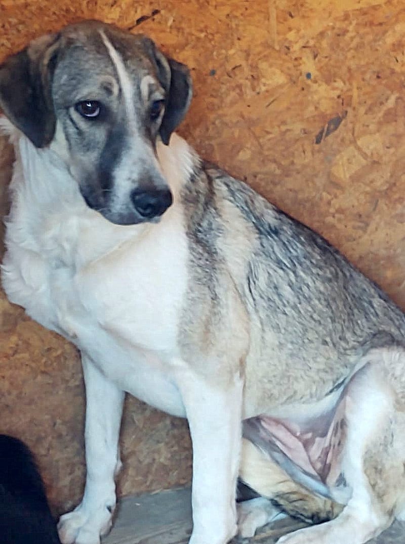 Nelson 🐾 Vijf jaar wachtende op een echt leven...