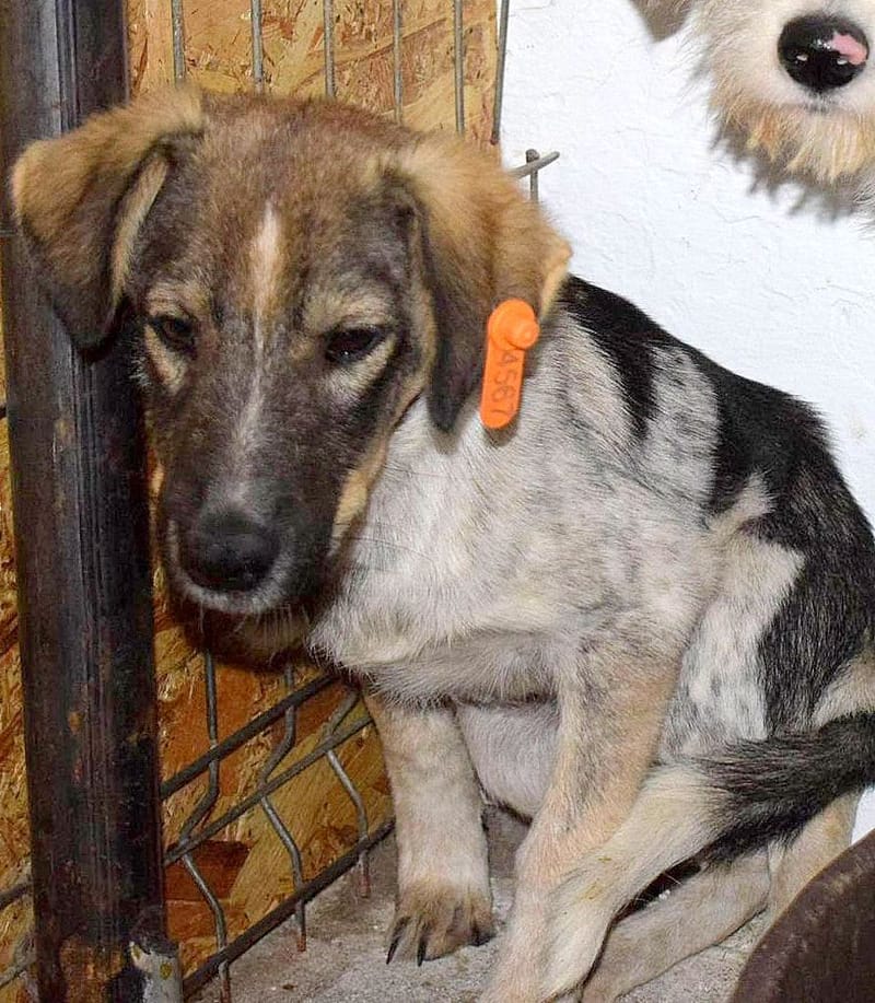 Nelson 🐾 Vijf jaar wachtende op een echt leven...