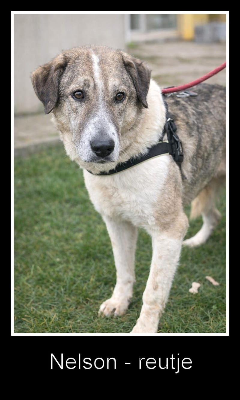 Nelson 🐾 Vijf jaar wachtende op een echt leven...