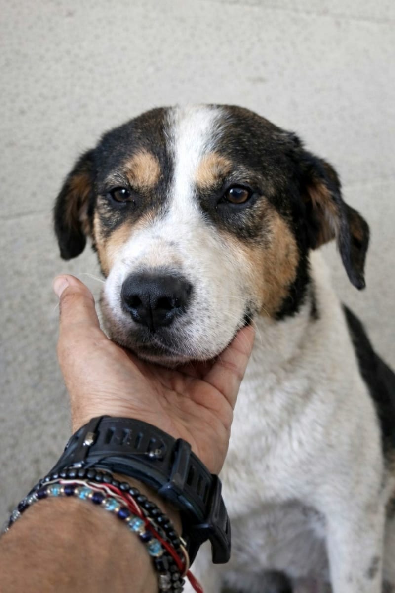 ✨ Flo “Floortje” – een glimlach die je hart verovert ✨