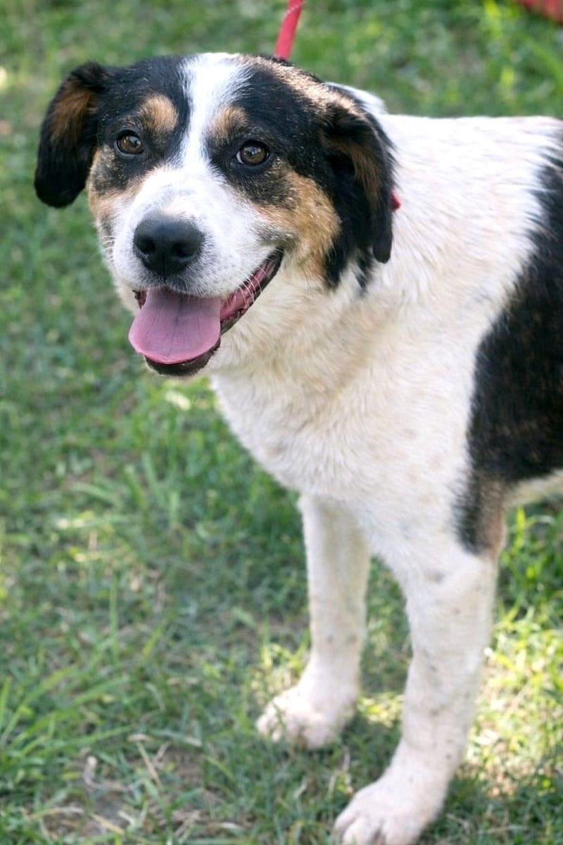 ✨ Flo “Floortje” – een glimlach die je hart verovert ✨