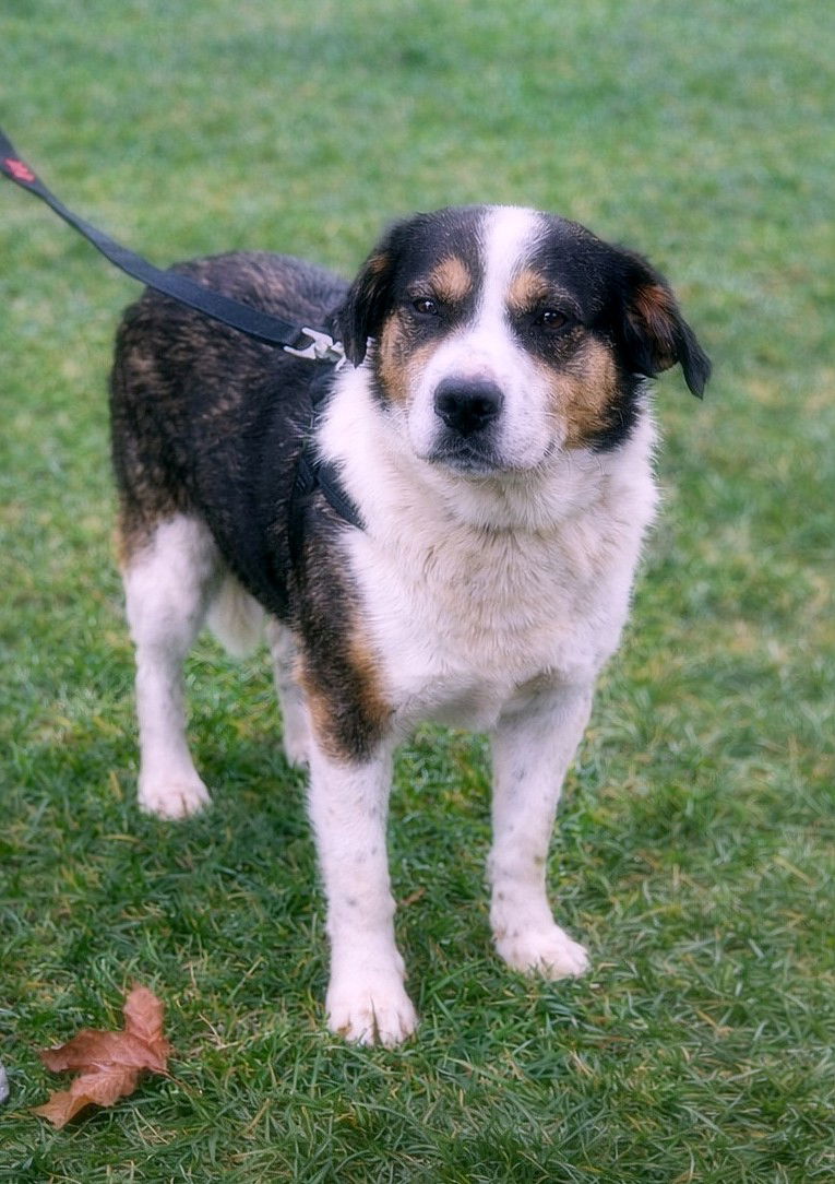 ✨ Flo “Floortje” – een glimlach die je hart verovert ✨