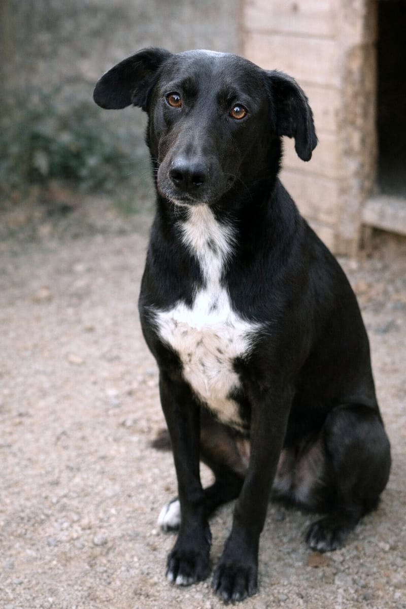🐾 Benji – een jonge Lurcher met een teder hart 🐾