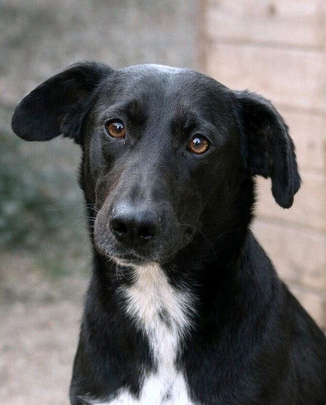 🐾 Benji – een jonge Lurcher met een teder hart 🐾