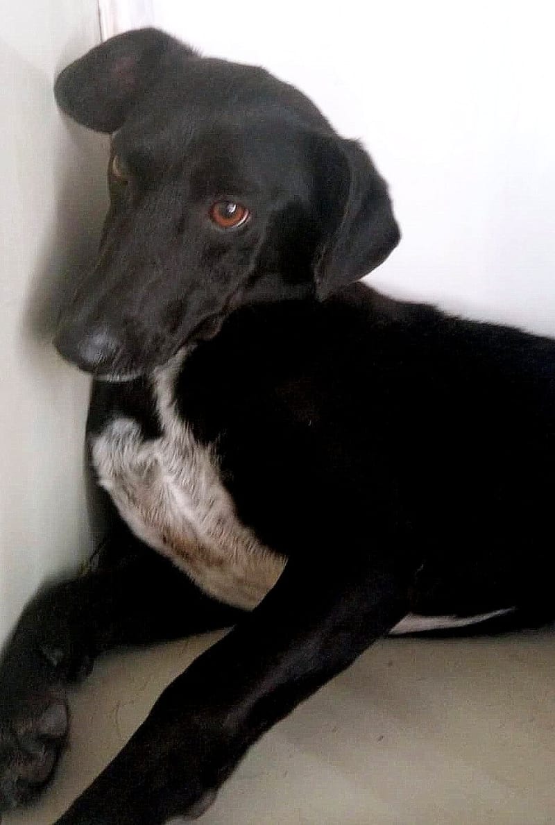 🐾 Benji – een jonge Lurcher met een teder hart 🐾