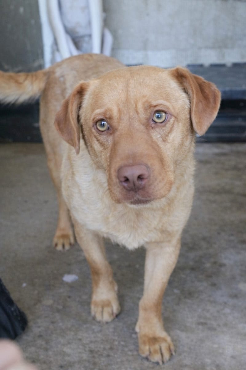 🐾 Mokka – een zachte ziel op zoek naar veiligheid 💛