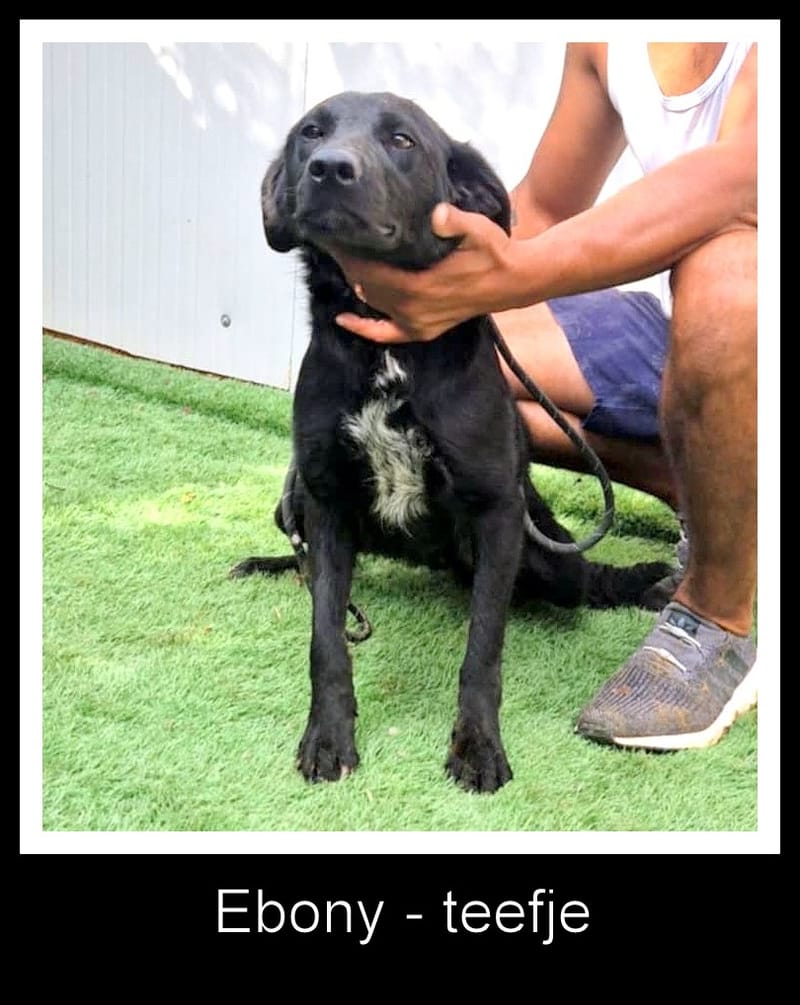 *** RESERVED FOR UK *** EBONY 