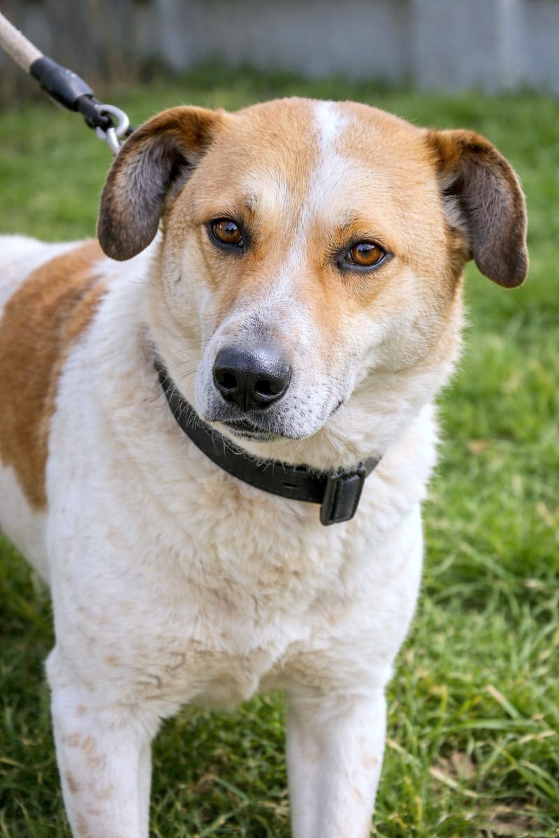 J U N I O R  ***ADOPTIEBIJDRAGE GESPONSORD - REEDS 3 JAAR IN SHELTER - ZIE INFO ***