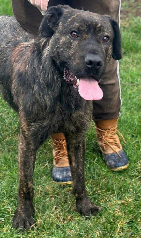 Marley 🐾✨ Een hart dat zó graag gekozen wil worden…