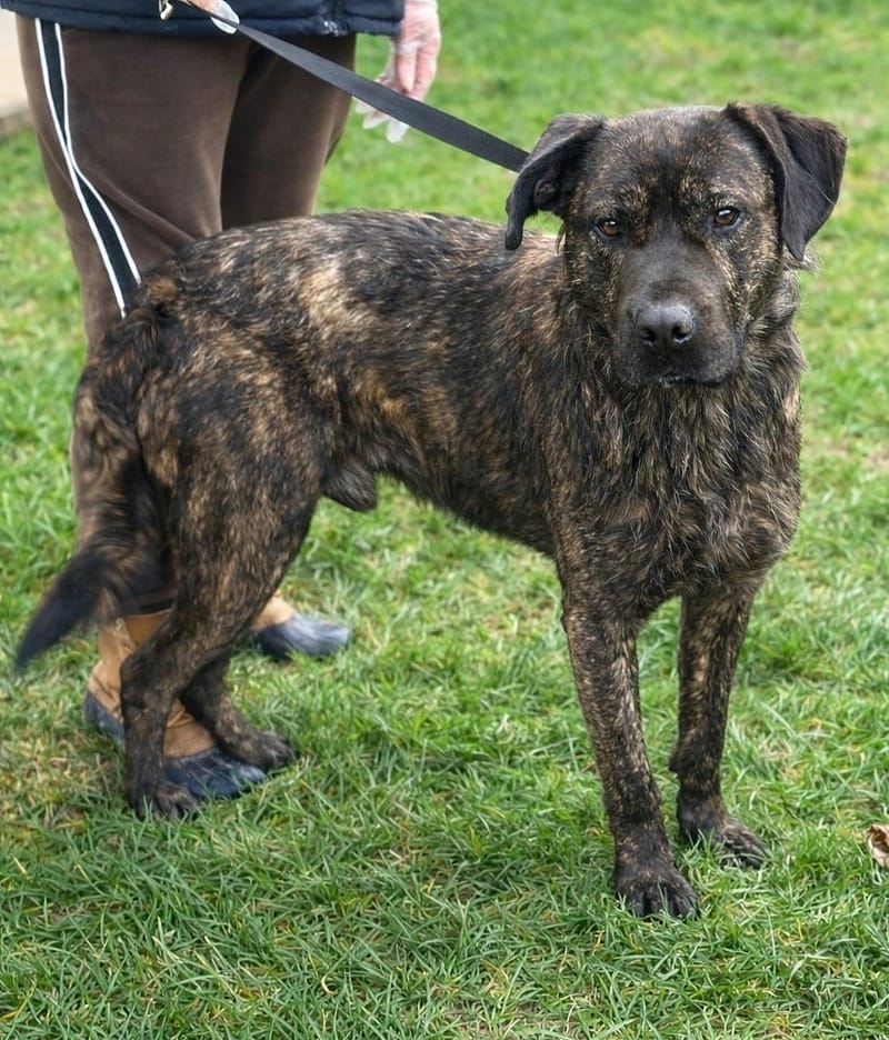 Marley 🐾✨ Een hart dat zó graag gekozen wil worden…