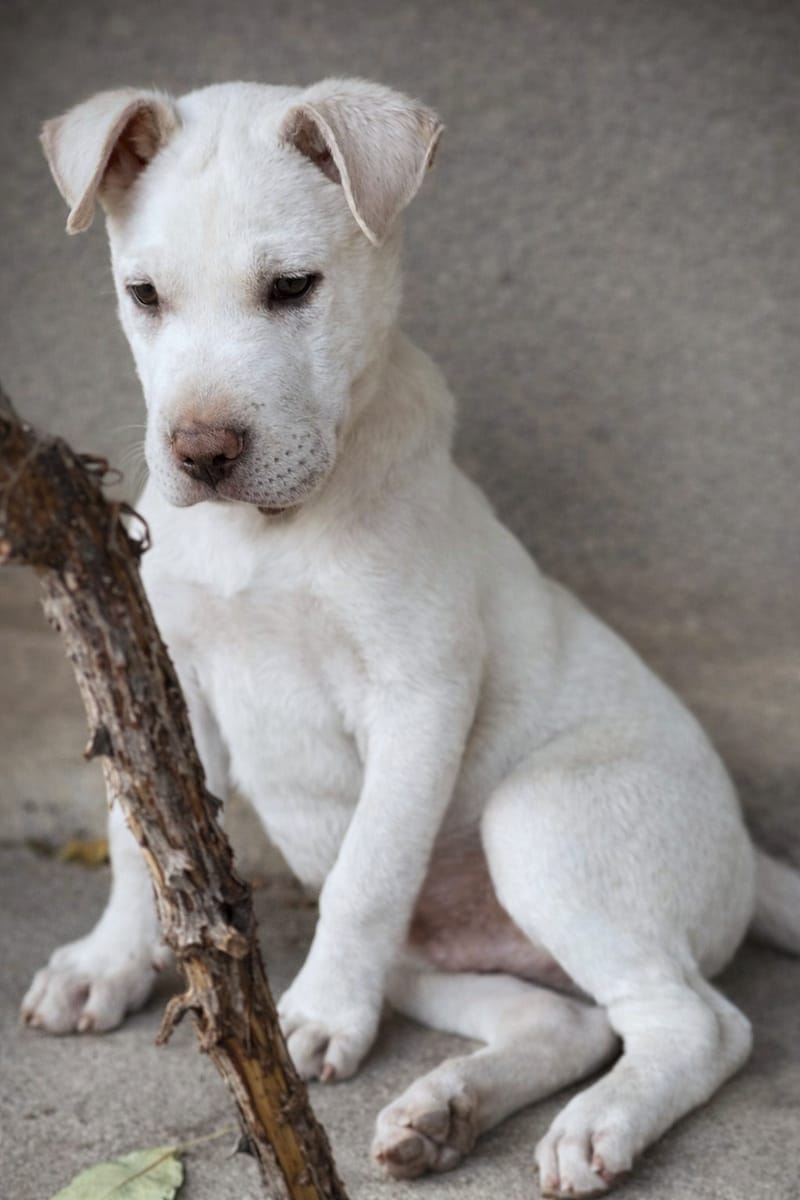💛 Pedro – zeldzaam in karakter, een hart van puur goud 🐾