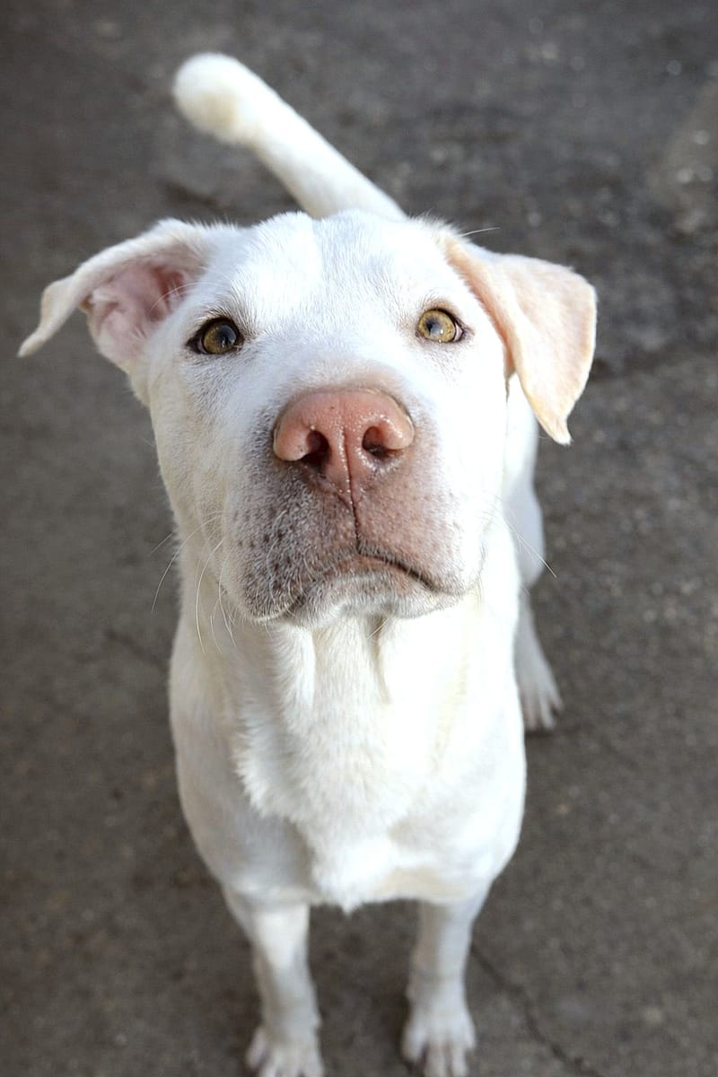 💛 Pedro – zeldzaam in karakter, een hart van puur goud 🐾