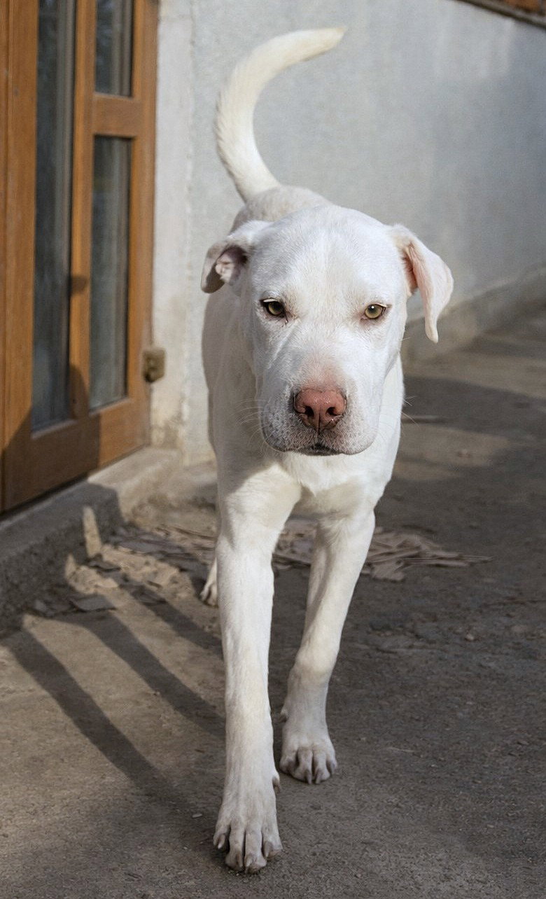 💛 Pedro – zeldzaam in karakter, een hart van puur goud 🐾
