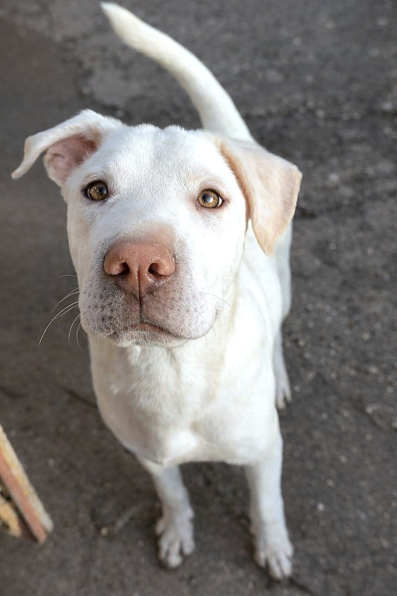 💛 Pedro – zeldzaam in karakter, een hart van puur goud 🐾