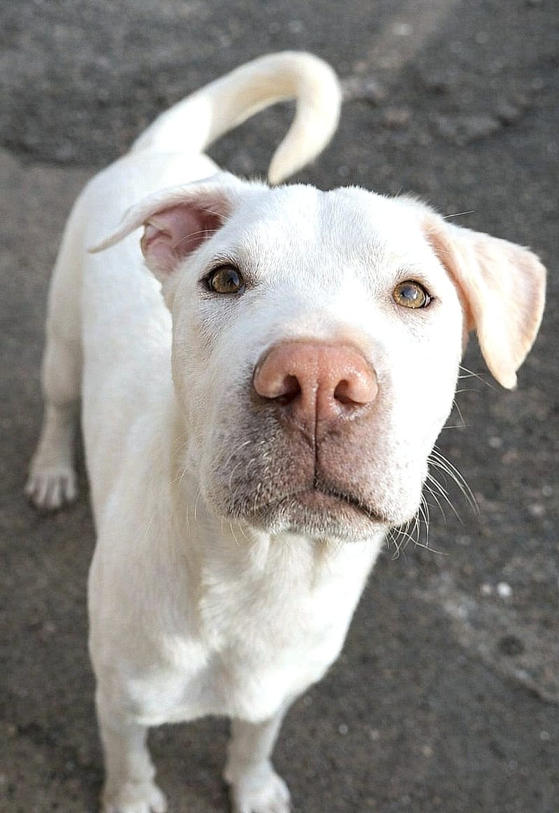 💛 Pedro – zeldzaam in karakter, een hart van puur goud 🐾