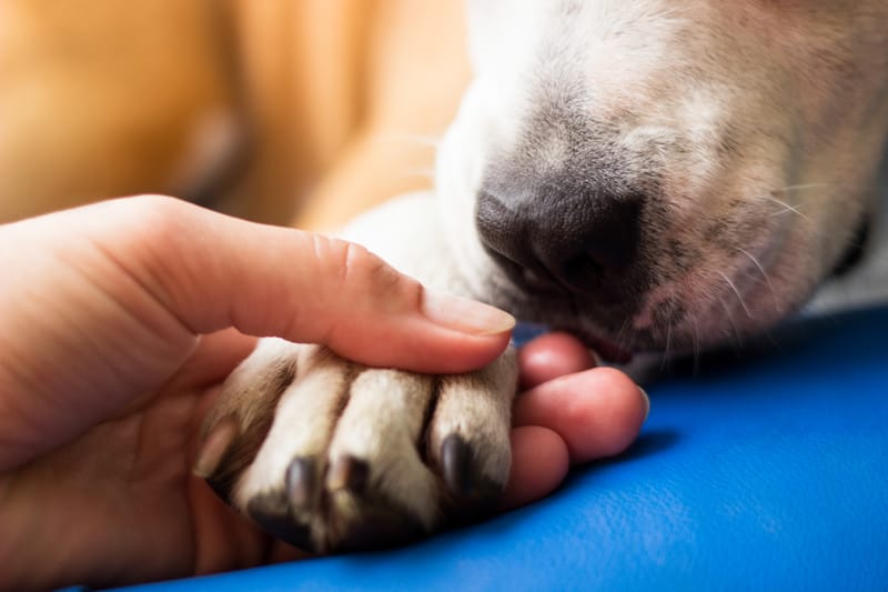 WAT ZIJN TLC - TENDER LOVE & CARE HONDJES?