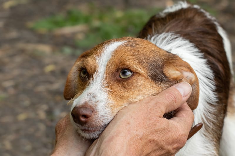 WAT ZIJN TLC - TENDER LOVE & CARE HONDJES?