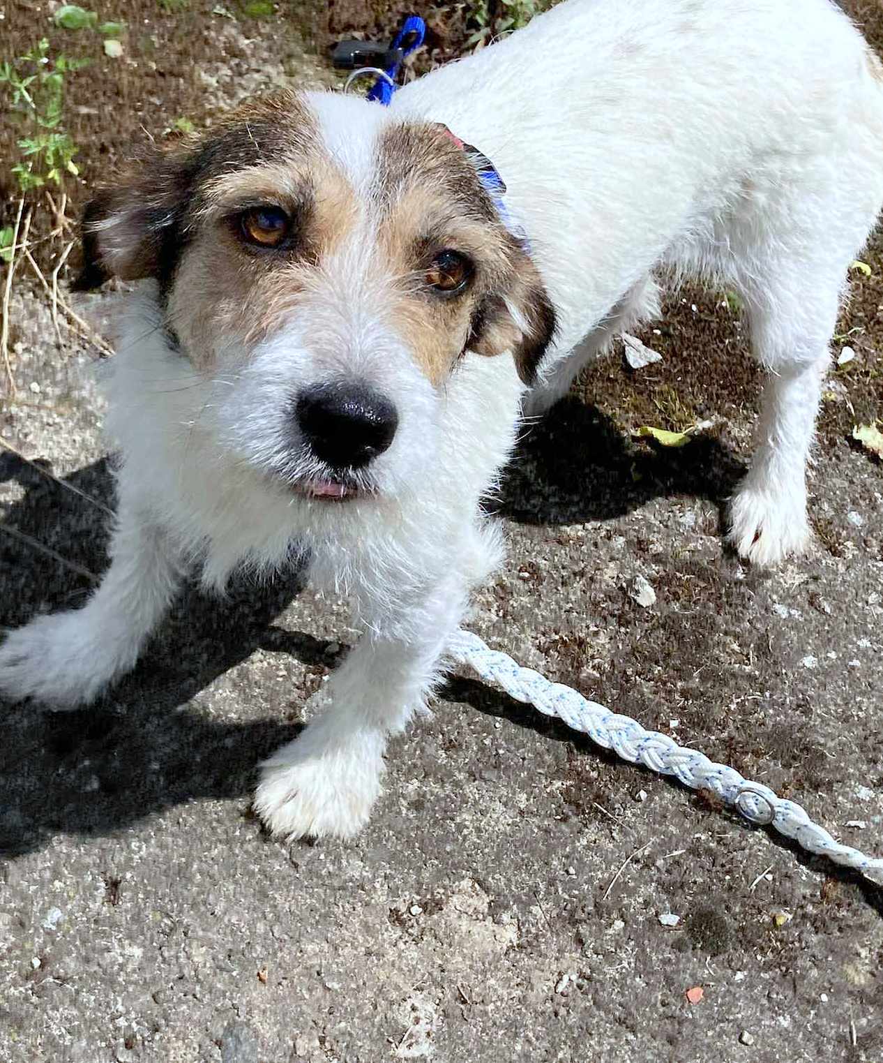 JULIA *** ADOPTED ***