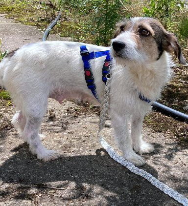 JULIA *** ADOPTED ***