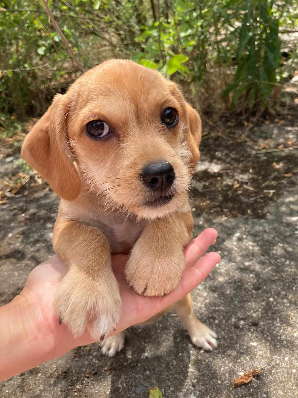 LILY *** ADOPTED ***