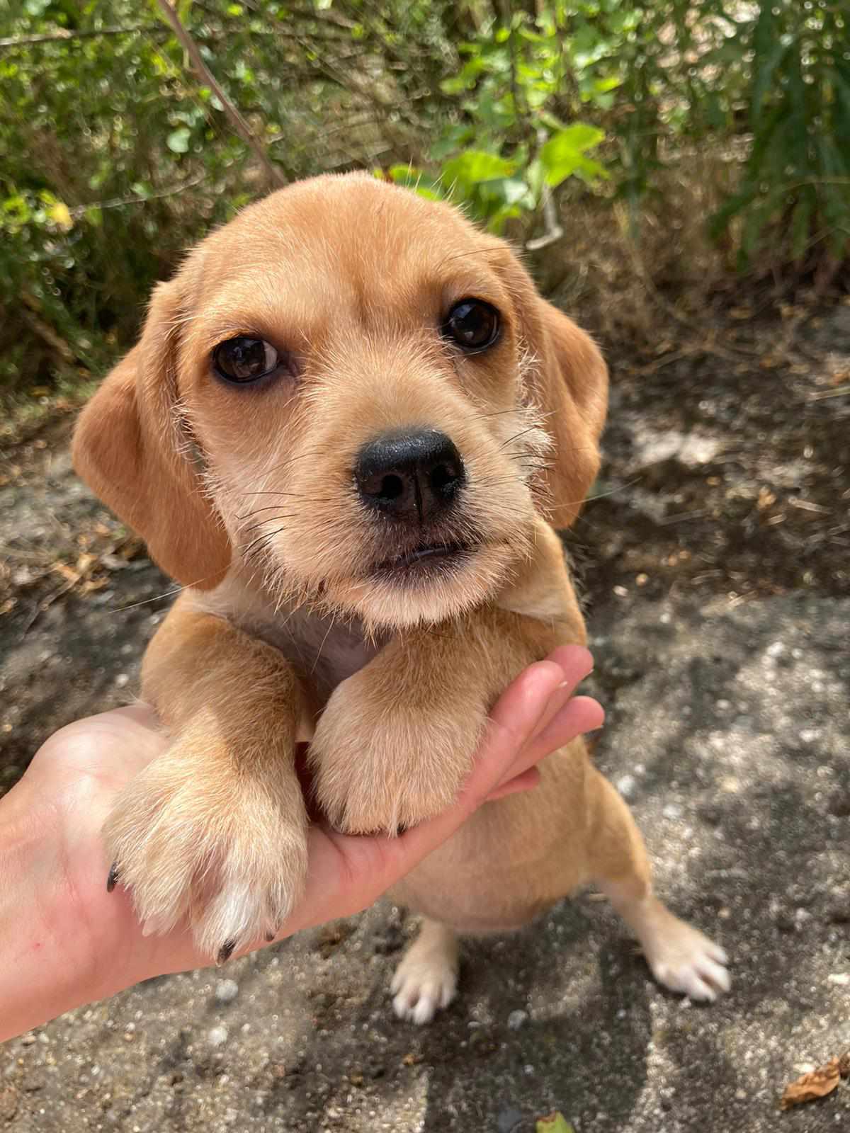 LILY *** ADOPTED ***