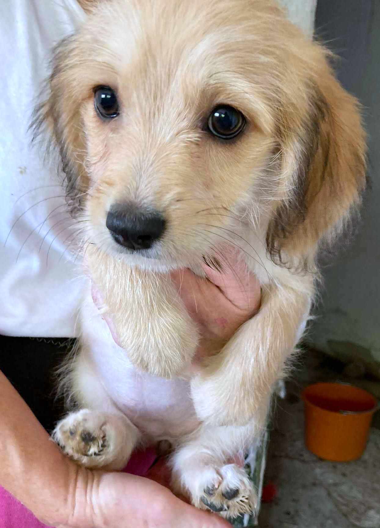 ROSE *** ADOPTED ***