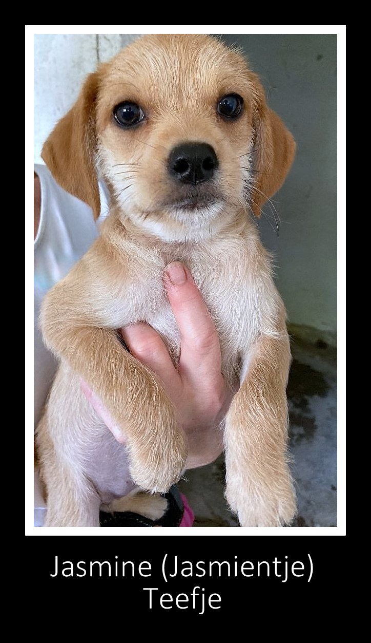 JASMINE *** ADOPTED IN UK ***