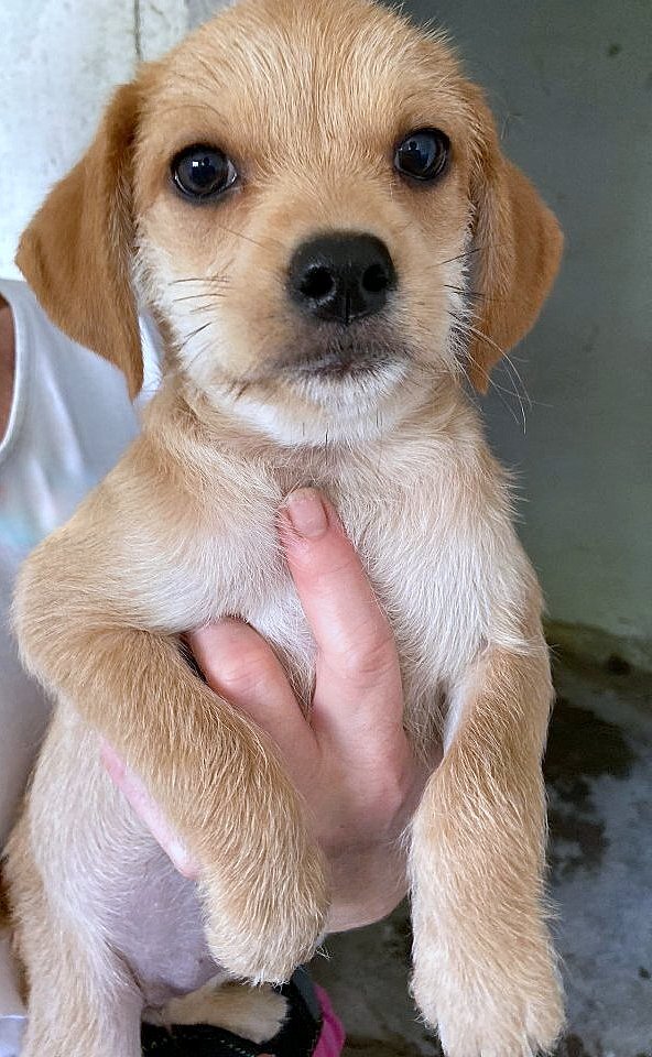 JASMINE *** ADOPTED IN UK ***