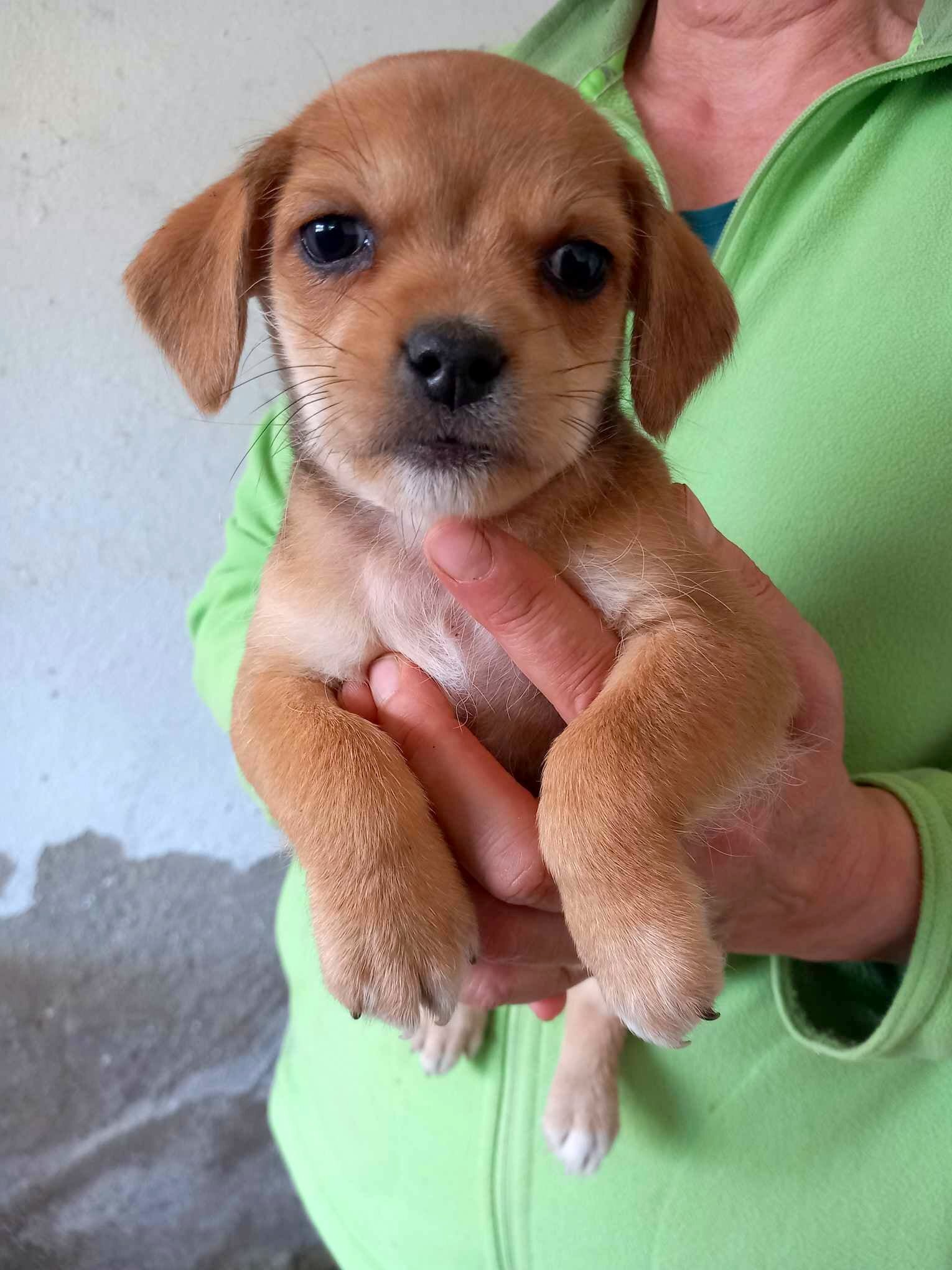JASMINE *** ADOPTED IN UK ***