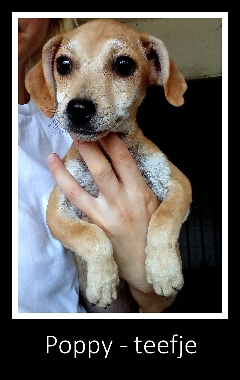 POPPY *** ADOPTED IN UK ***