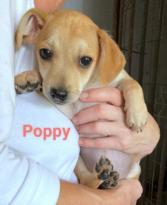 POPPY *** ADOPTED IN UK ***