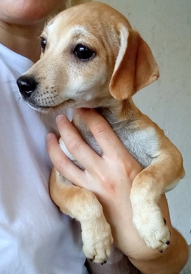 POPPY *** ADOPTED IN UK ***