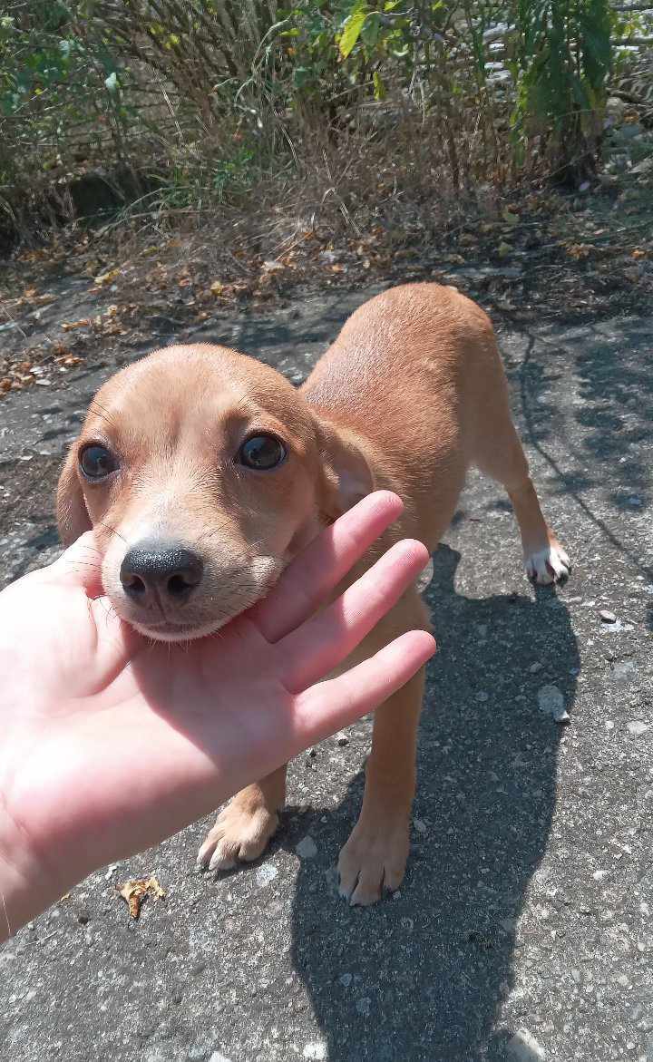 CAMILLE *** ADOPTED IN UK ***