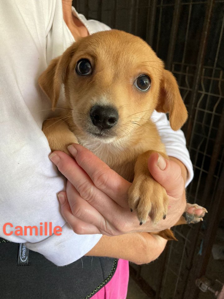 CAMILLE *** ADOPTED IN UK ***