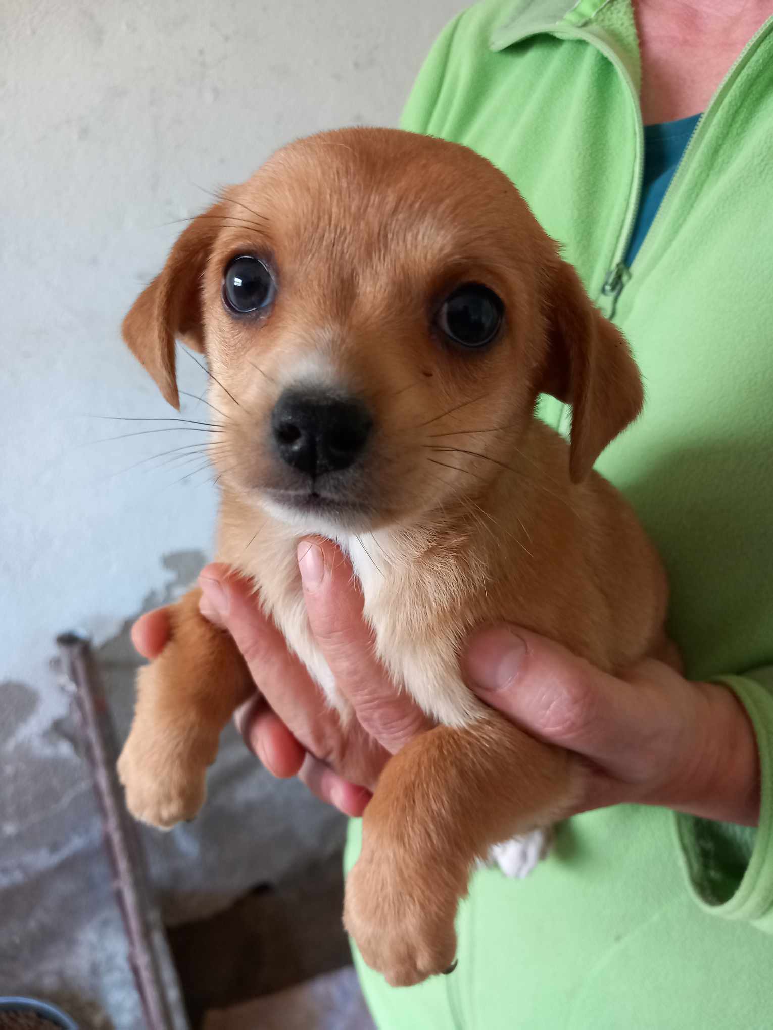 CAMILLE *** ADOPTED IN UK ***