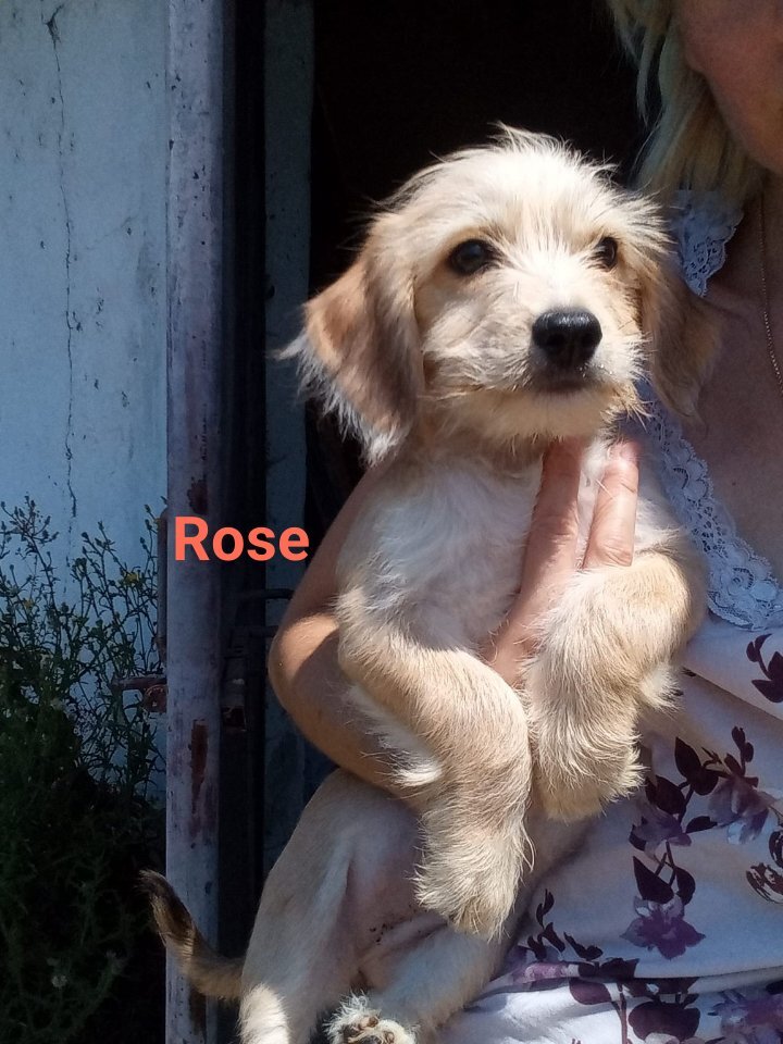 ROSE *** ADOPTED ***