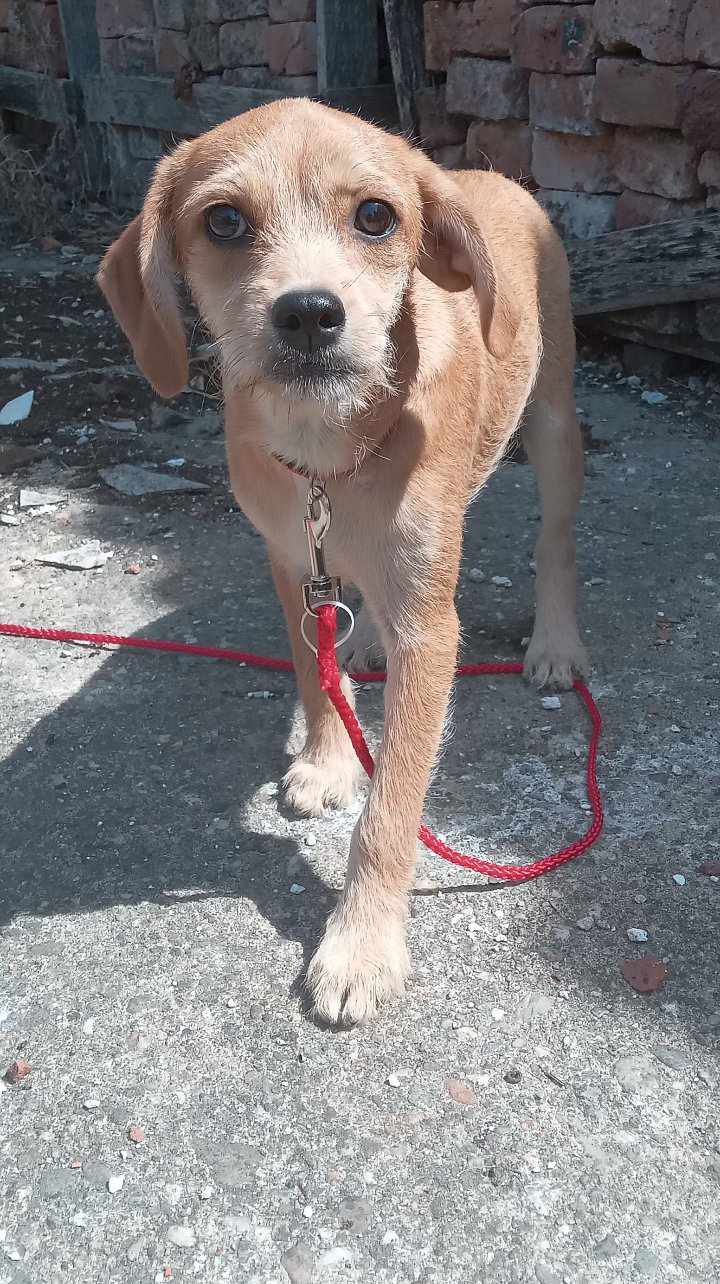 JASMINE *** ADOPTED IN UK ***