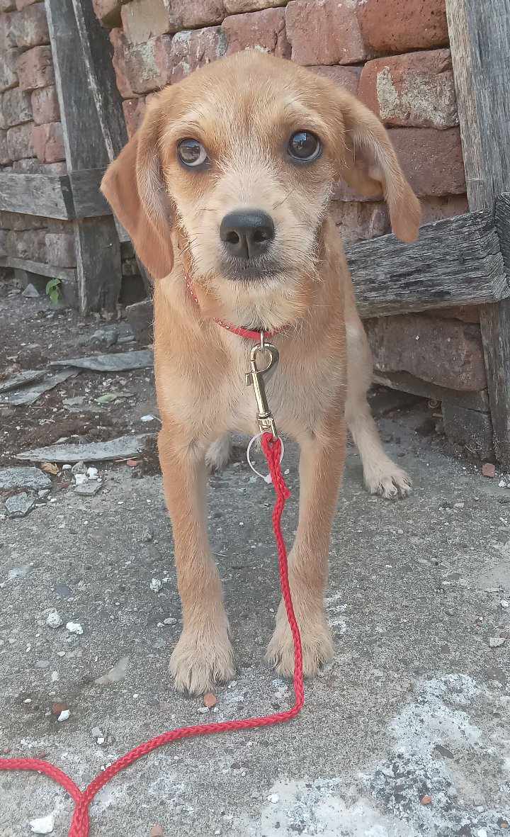 JASMINE *** ADOPTED IN UK ***