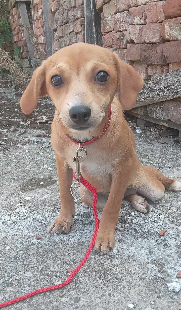 CAMILLE *** ADOPTED IN UK ***