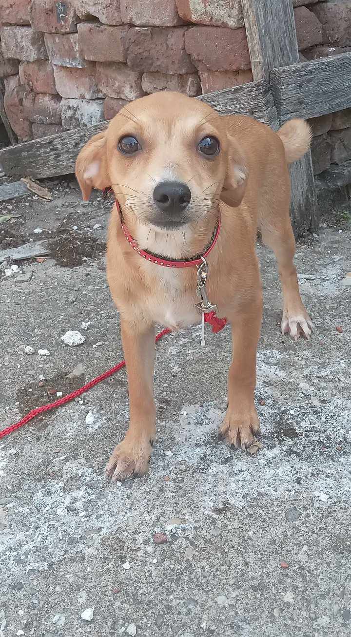 CAMILLE *** ADOPTED IN UK ***