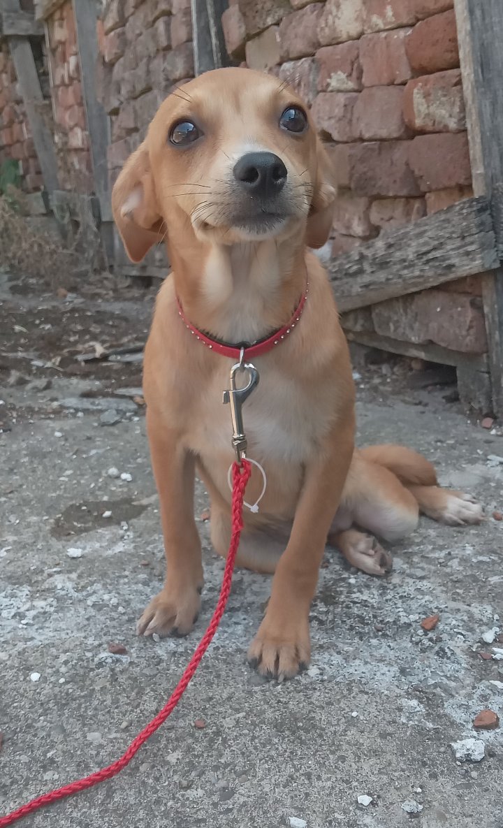 CAMILLE *** ADOPTED IN UK ***