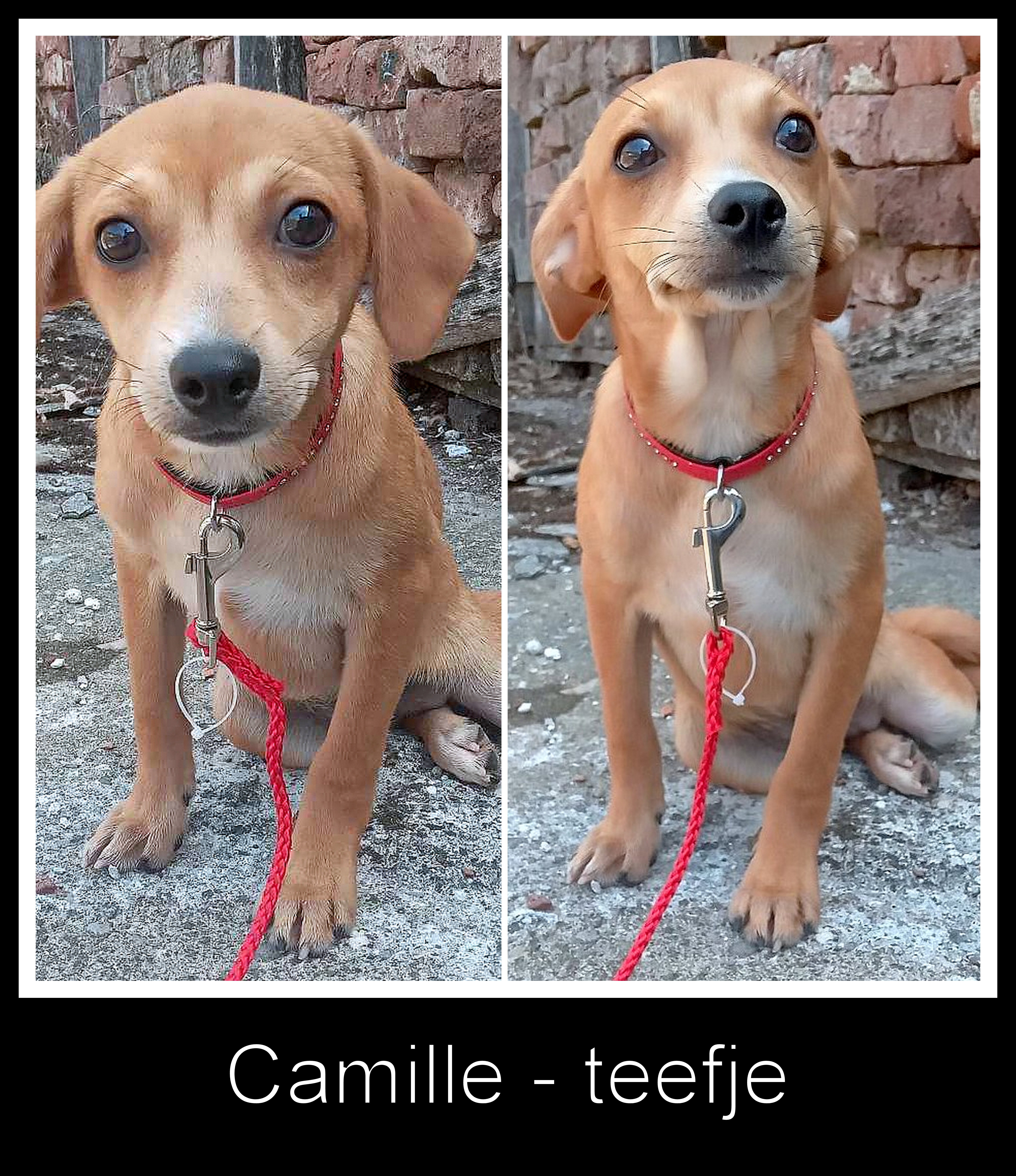 CAMILLE *** ADOPTED IN UK ***