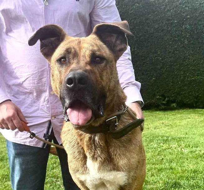 ROLLY *** ADOPTED ***