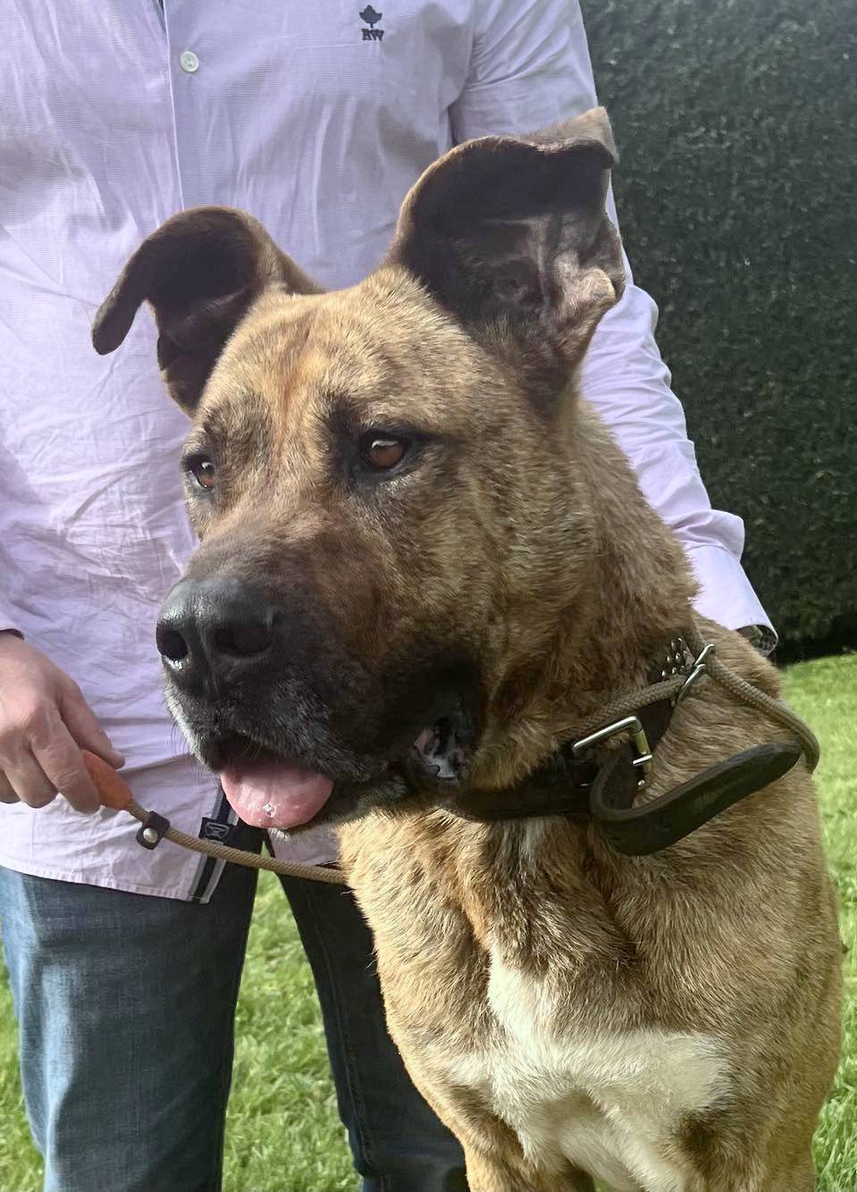 ROLLY *** ADOPTED ***