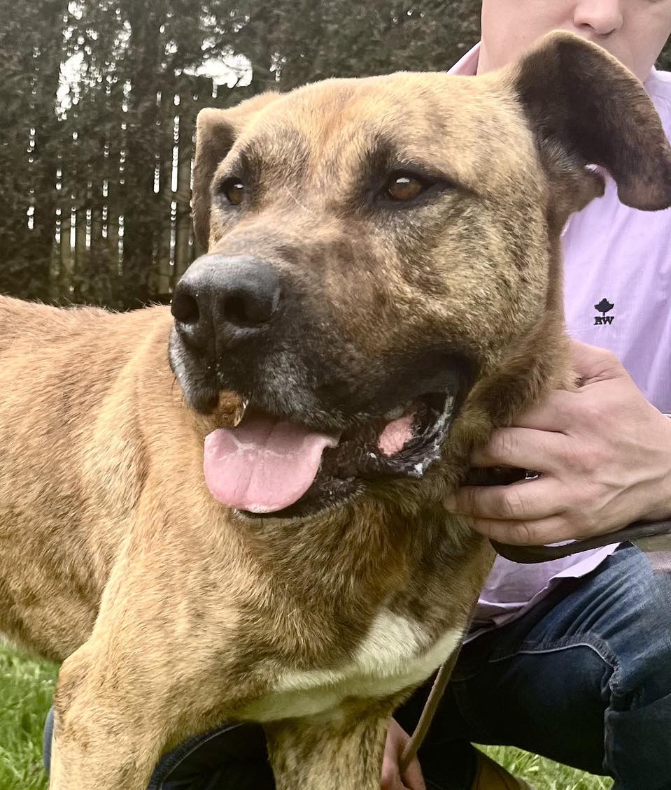 ROLLY *** ADOPTED ***