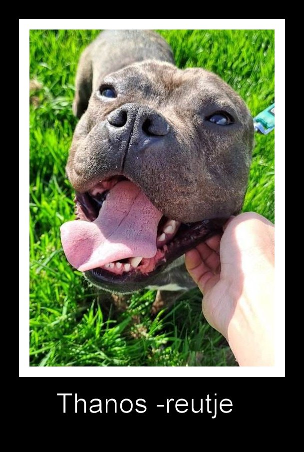 ***  GEADOPTEERD ***  T H A N O S 