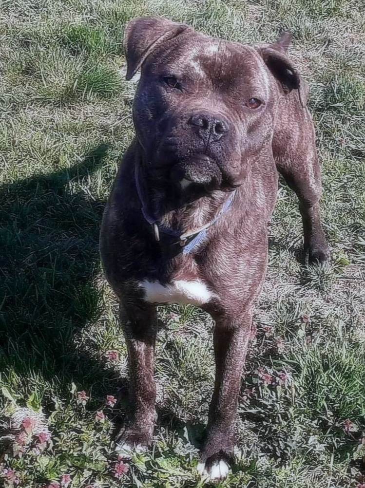 ***  GEADOPTEERD ***  T H A N O S 